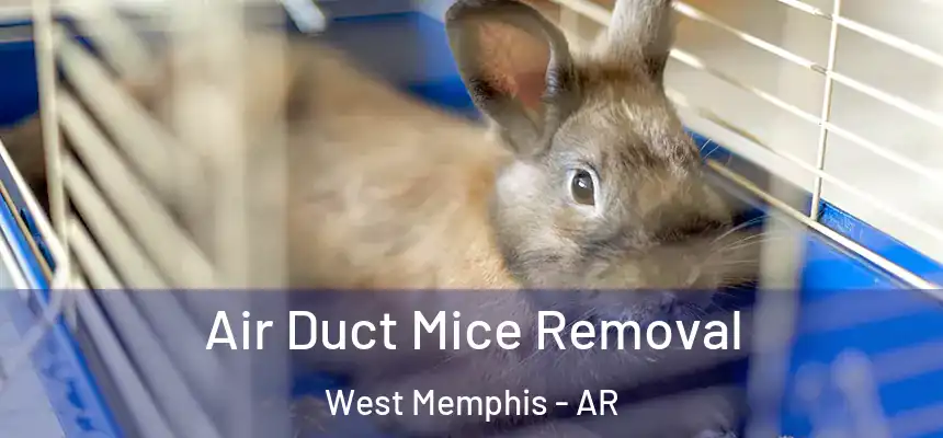  Air Duct Mice Removal West Memphis - AR